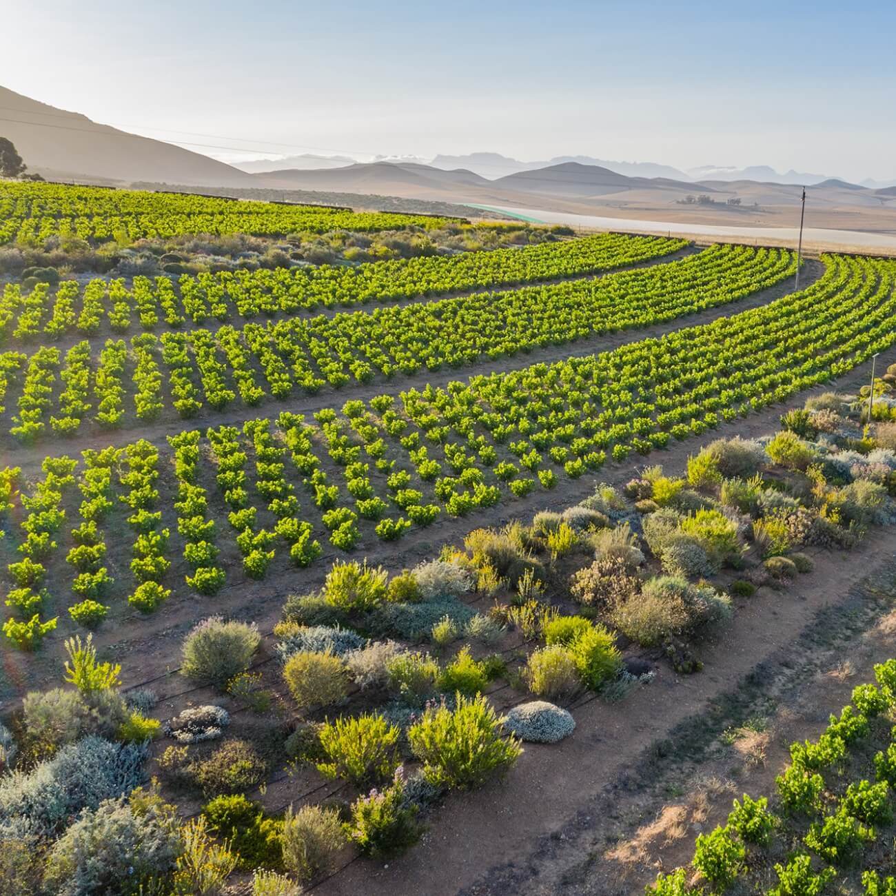 Leeu Collection United Kingdom Wine and Drinks MULLINEUX & LEEU FAMILY WINES